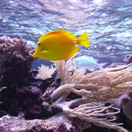 For Better Fish Water Quality Use Nutri-SeaWater&reg;