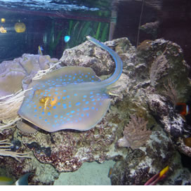 For Better Fish Water Quality Use Nutri-SeaWater&reg;